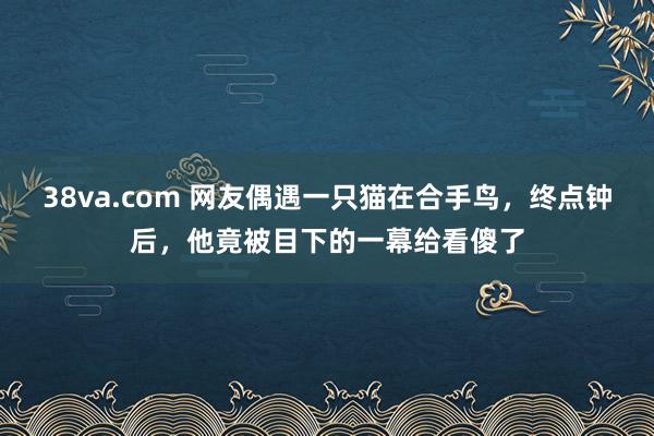 38va.com 网友偶遇一只猫在合手鸟，终点钟后，他竟被目下的一幕给看傻了